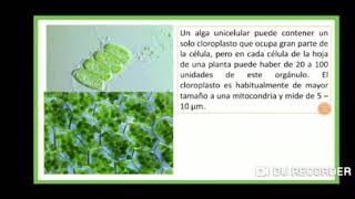 Biología  citoplasma, mitocondrias