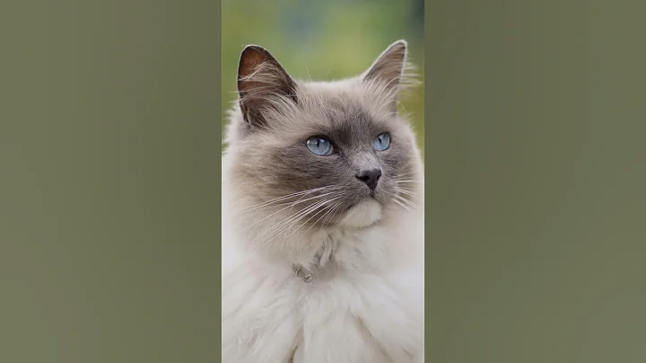 Video 4779771: blue breed, cat cuddling