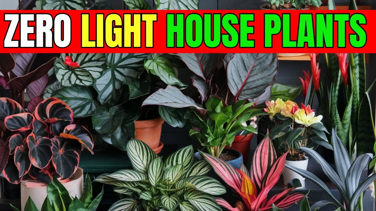 18 Gorgeous Houseplants That Thrive Without Sunlight