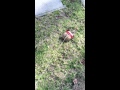 Youtube Thumbnail title