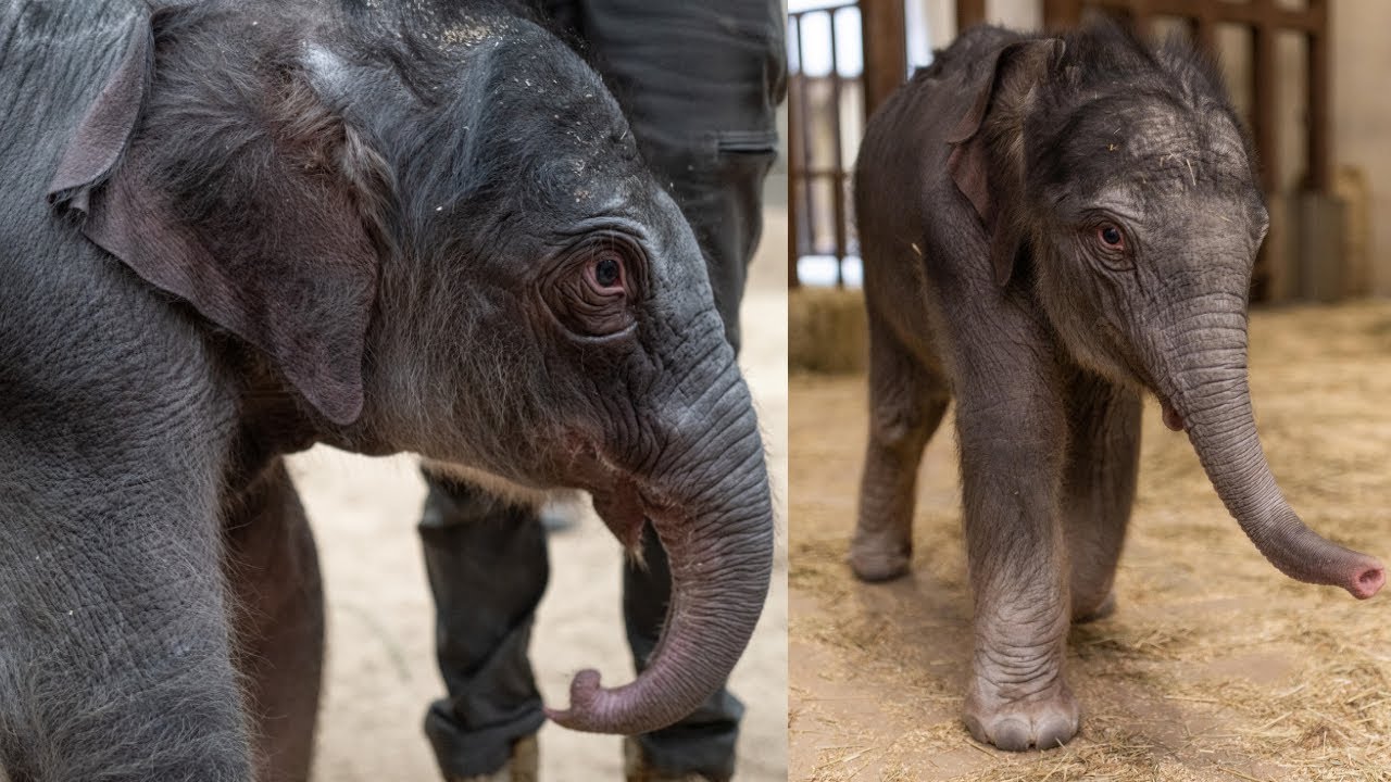 Новорожденный слоненок весом 136 кг делает первые шаги 😳 Чудо слоненка