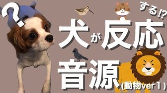 犬が首をかしげる音 Youtube 犬が首をかしげる音 Youtube