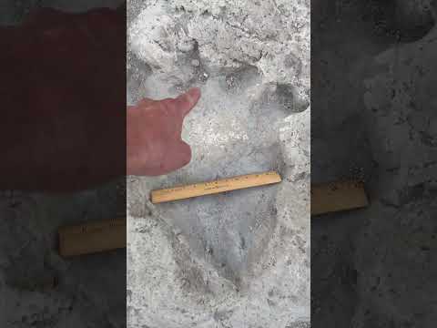 Sauropod Dinosaur Footprints