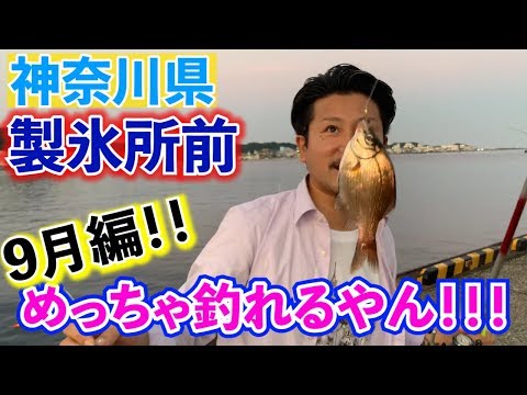 神奈川県【製氷所前】三崎港やっぱり釣れまくり！！