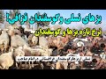مال بازار امام صاحب نرخ تازه بز و گوسفند در روزهای سرد Winter Goat Sheep Rates In Imam Sahib