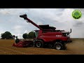 2020 VIII Test polowy zbioru pszenicy kombajnem Case IH Axial Flow 6150