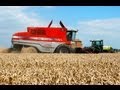 Massey Ferguson Centora 7280 - Wintertarwe dorsen / Cutting wheat