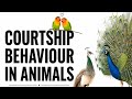 Courtship behaviour in animals (animal behaviour)