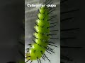 pupation #shorts #youtubeshorts #butterfly #pupa