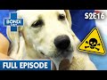 Poisoned Puppy Uncontrollably Convulsing! | Bondi Vet Season 2 Ep16 | Bondi Vet Full Episodes