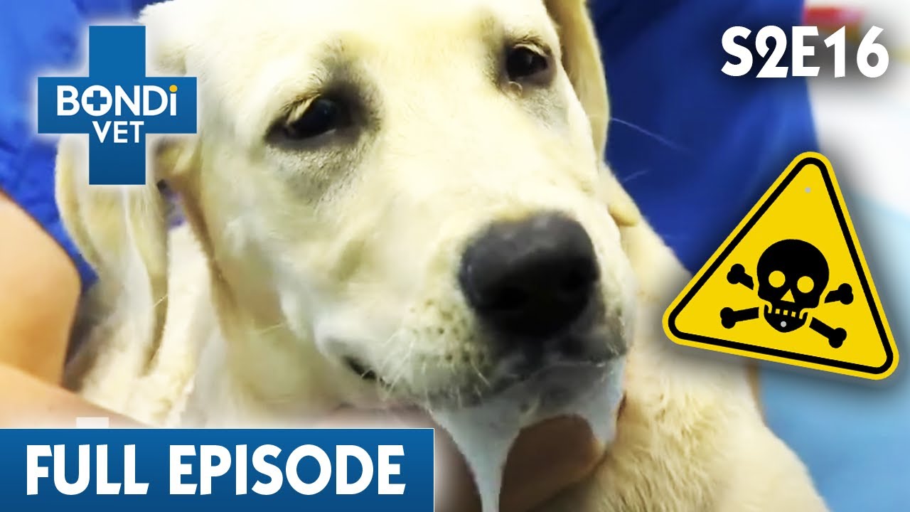 Life Or Death For Poisoned Labrador ☠️ | Bondi Vet Clips | Bondi Vet -  Youtube