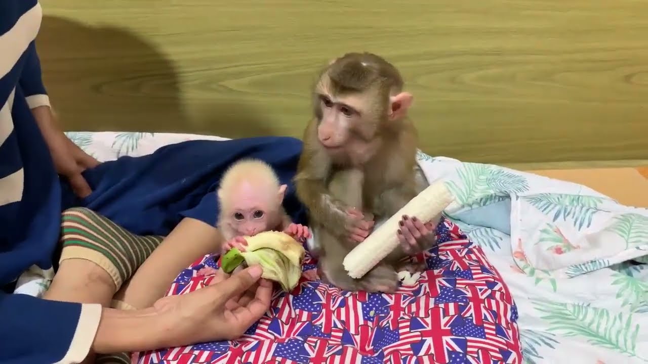 So adorable baby monkey feeling lovely that mummy take care and sharing food to eating delicious