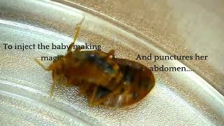 How do bed bugs reproduce?