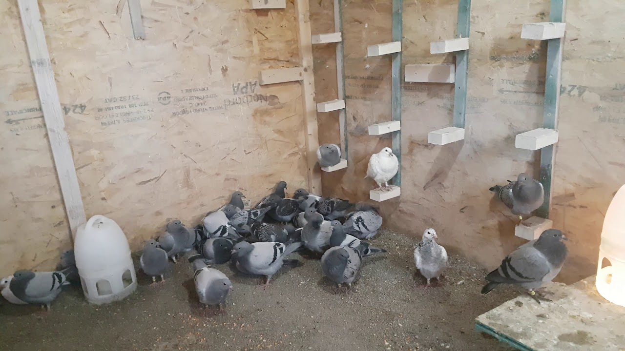 افطام افراخ حمام الزاجل الجزء 2/weaning baby pigeon part 2