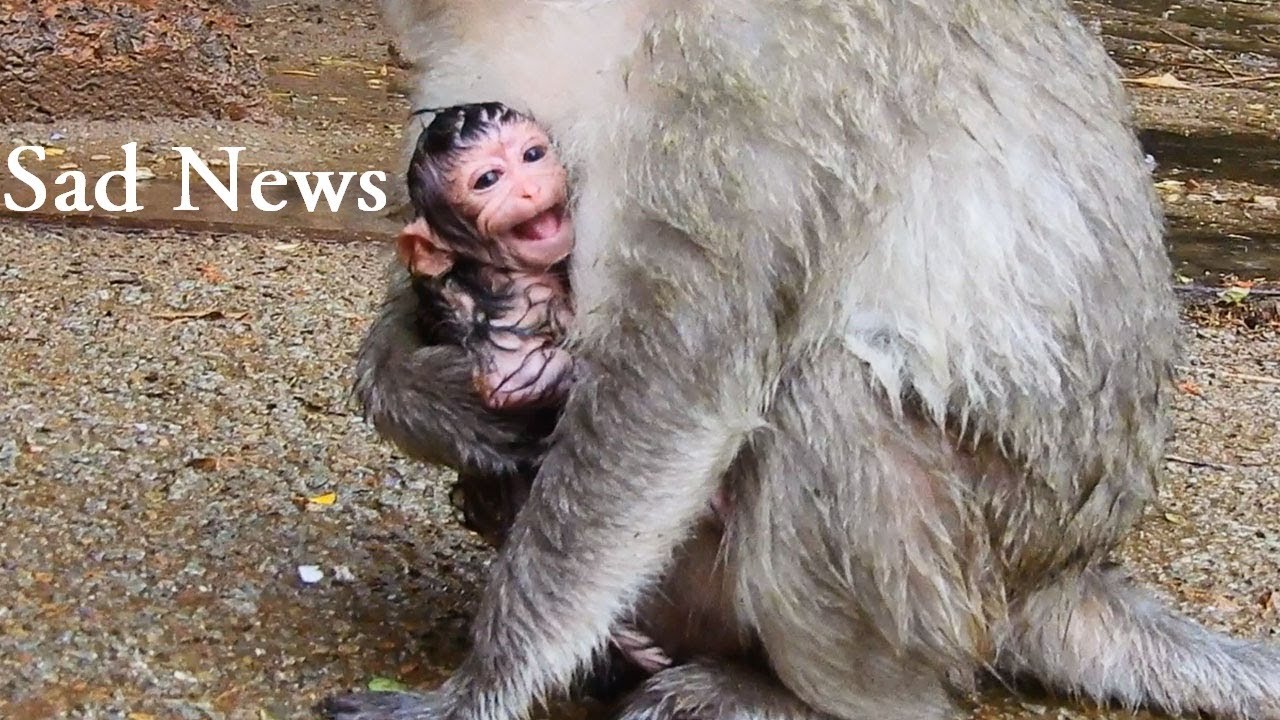 foundry Million Sad Newborn Baby Dont know Milk /Producing Much Milk For Newborn baby