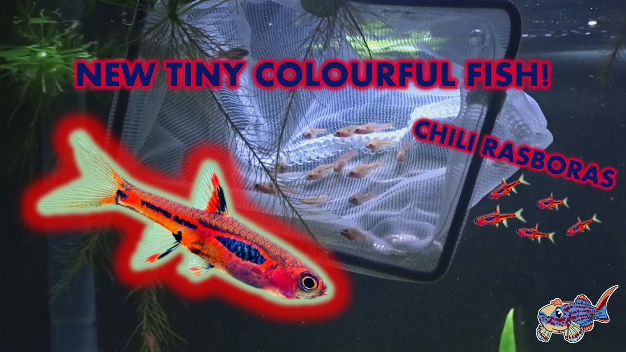 NEW TINY CHILI RASBORA FISH FOR PLANTED TANK! boraras brigittae nano ...