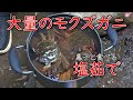 カニカゴを仕掛けたら大量のモクズガニが獲れたので沢山食べます！
