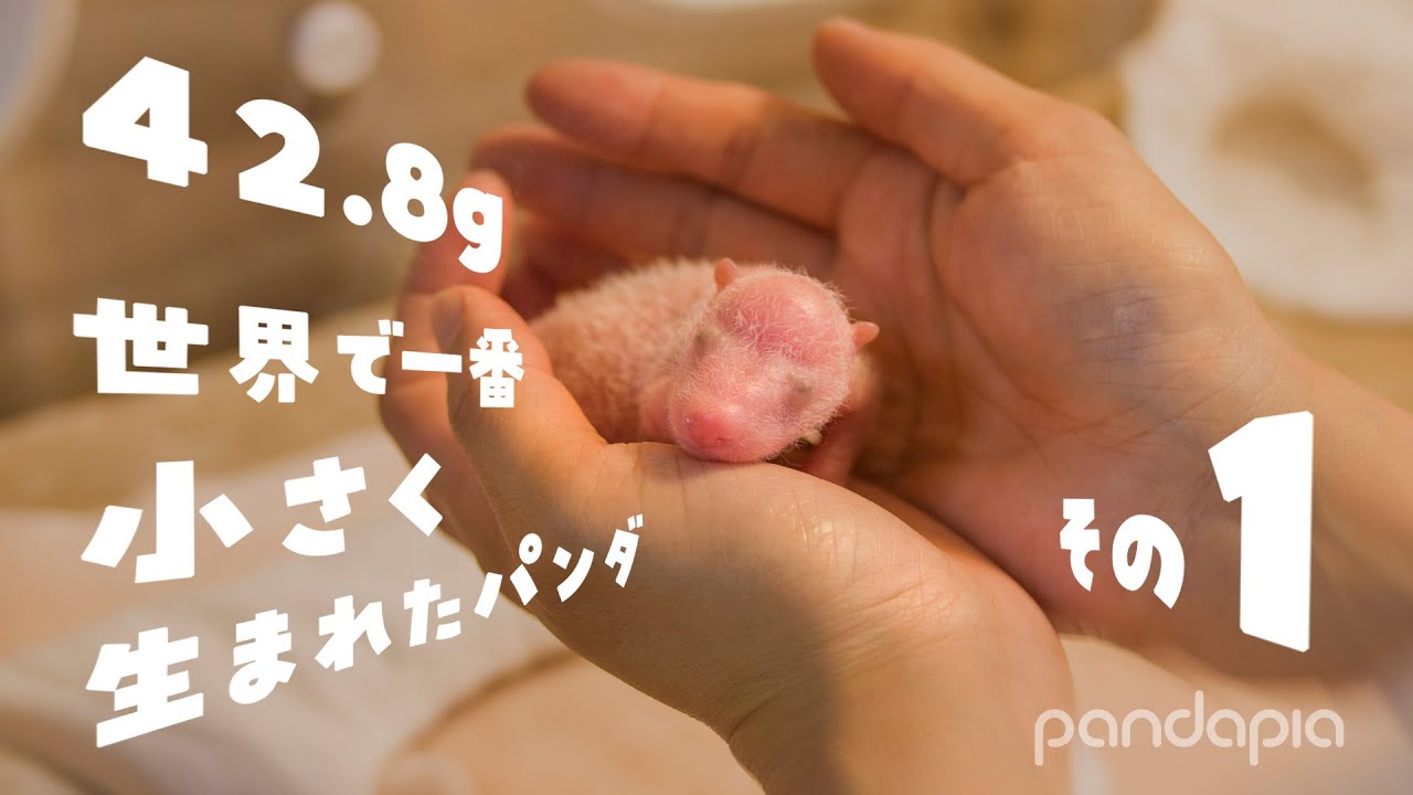 19年6月11日 世界で一番小さいパンダが生まれました 体重なんと42 8g 日本語字幕 その１ Youtube
