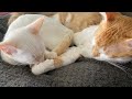 Kittens Grooming and Cuddling Together 😻