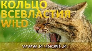 Кольцо Всевластия Wild на дикой природе National Geographic гравировка на древнем эльфийском языке