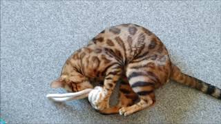 Bengal cat playing with dog toys by Candela 76 views 3 years ago 1 minute
