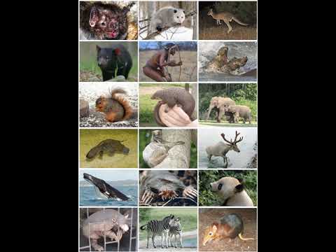 Mammal | Wikipedia audio article
