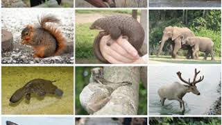 Full Mammal | Wikipedia audio article News