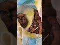 Feldhamster live erleben, das ist jetzt wieder möglich. :)