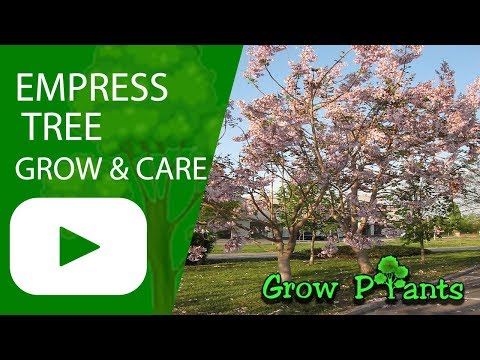 Empress tree - grow & care (Paulownia tomentosa)