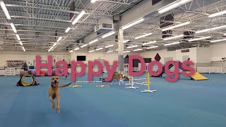 Happy Dogs FUNgility with Arnold & Scout