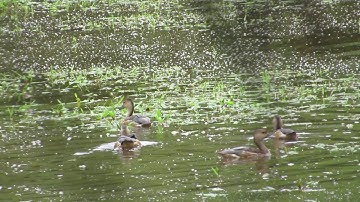 Lesser Whistling Ducks (Dendrocygna javanica) playtime - Water Birds