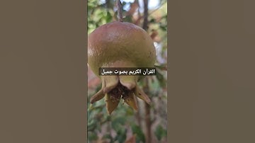 القرآن الكريم بصوت جميل #قرآن #اكسبلور #تيك_توك #اكسبلورر #لايك