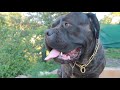 Clip de vídeos - Raza Cane Corso jugando