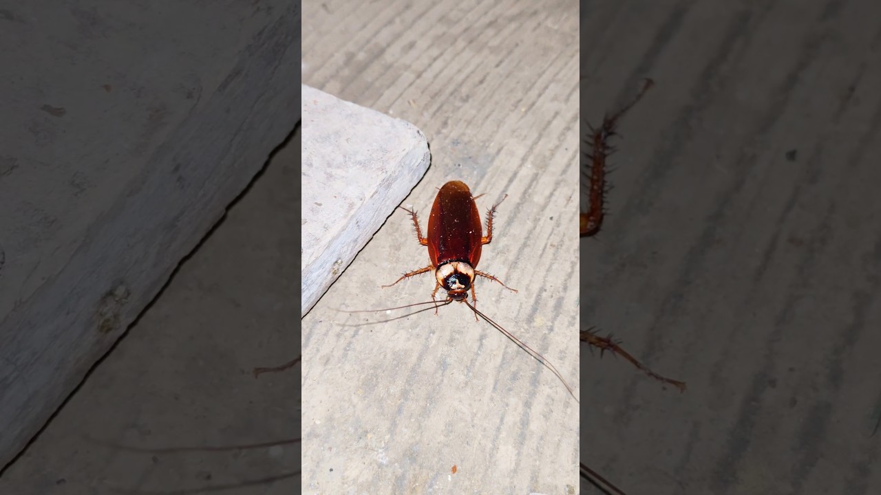 Cockroach 🪳🪳🪳 