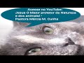 Acesse no YouTube: Jesus O Maior protetor da Natureza e dos animais! - Pastora Márcia M. Cunha