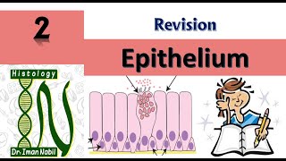 Epithelium revision 2022- First year