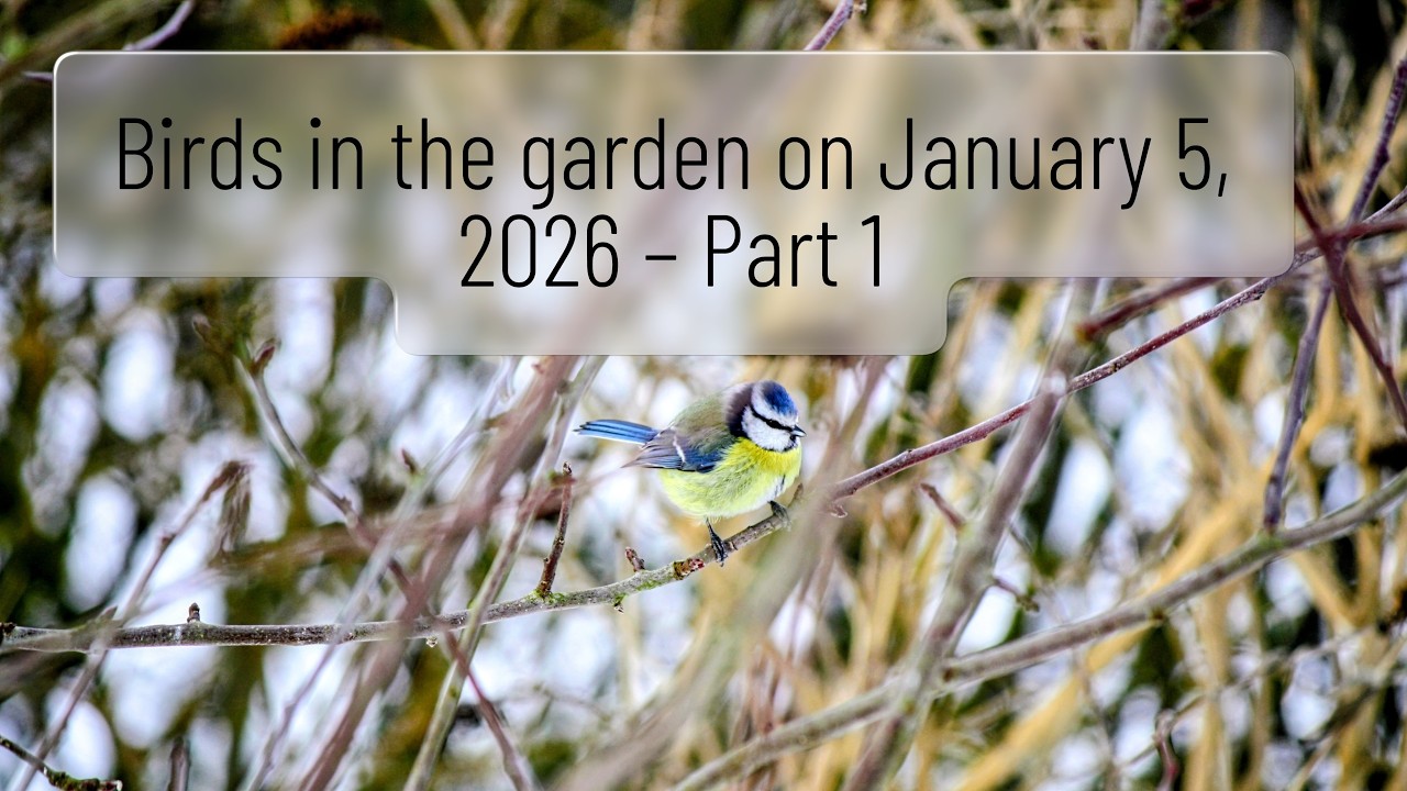 Birds in the garden on January 5, 2026 – Part 1