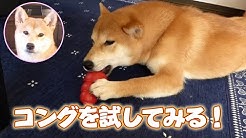 柴犬さくらチャンネル Shibainu Sakura Channel Youtube