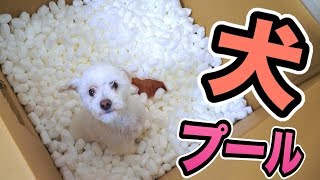 犬猫室内プール作ってみた!!【戌年】Dog pool PDS