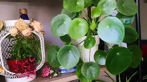 【养花】室内盆栽推荐—镜面草（Chinese money plant）养花|好彩头好养的室内植物——镜面草/镜面草 - 天天要闻