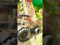 🚜#shorts video 🚜#tractor toy #like subscribe 👍#off roading# video