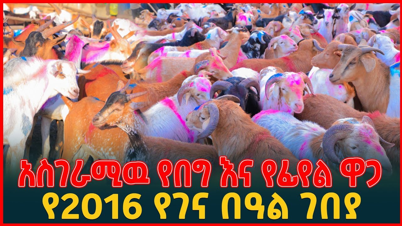 የ2016 ገና በዓል የበግና የፍየል ዋጋ ከዝቅተኛ እስከ ከፍተኛ |የበዓል ገበያ| Ethiopia | Addis Ababa Tirita Review