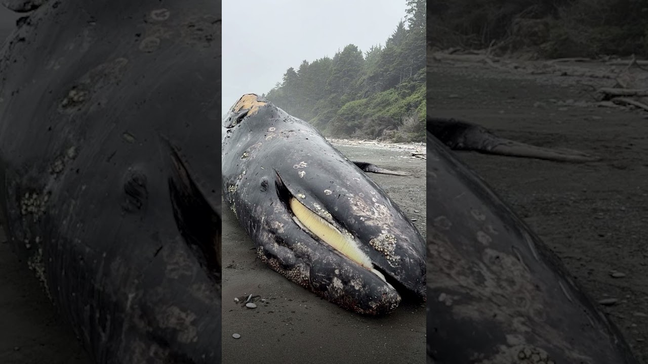 Whale strandings are at an all time high