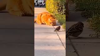 For Me The Cat Lost Its Aim