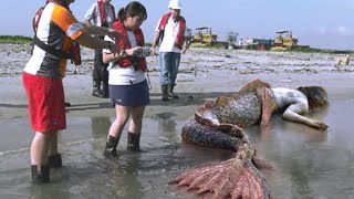 浜辺で見つかった最も不思議な物