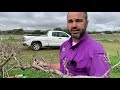 Pruning Muscadines