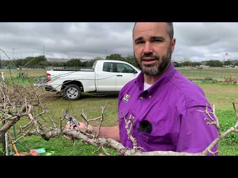 Video: Pruning Muscadine Grapes: Learning To Trim A Muscadine Grapevine