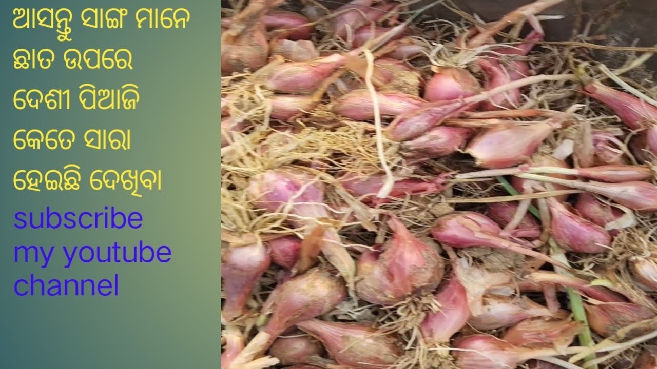 ଛାତ ଉପରେ ଦେଶୀ ପିଆଜ କେତେ ସାରା ହେଇଛି ଆସନ୍ତୁ ଦେଖିବା 