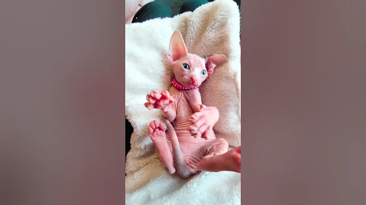 Video 6767241: canadian sphynx cat, cat sphynxkitten