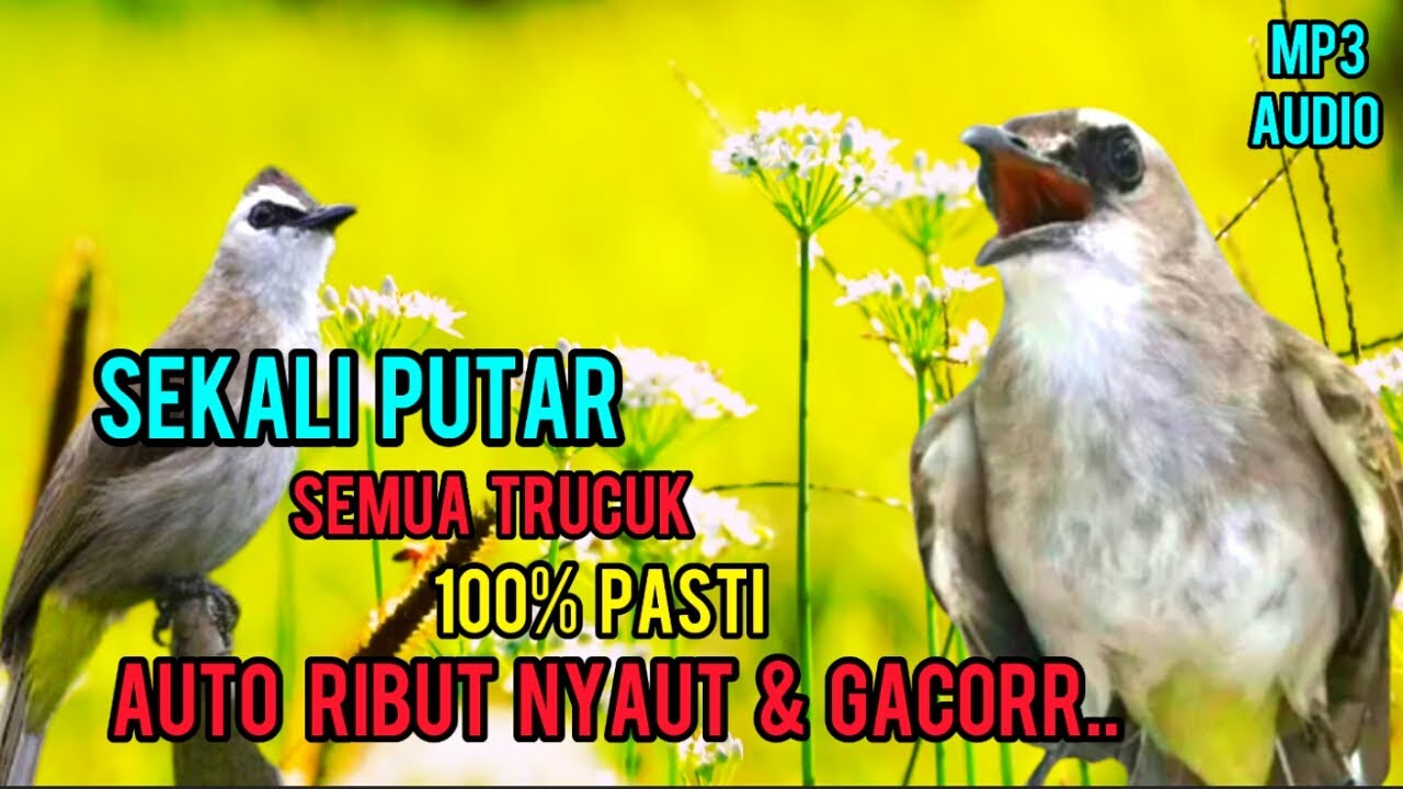 TERAPI TRUCUKAN BIAR CEPAT GACOR, TRUCUK MANAPUN PASTI AUTO NYAUT DAN GACOR, TERAPI PANCINGAN..